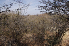 Dichrostachys cinerea