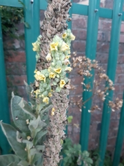 Verbascum thapsus