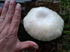 Neolentinus lepideus