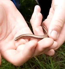 Anguis fragilis