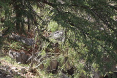 Chloroceryle americana