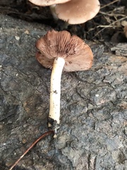 Desarmillaria caespitosa