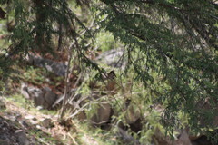 Chloroceryle americana