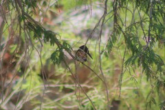 Chloroceryle americana