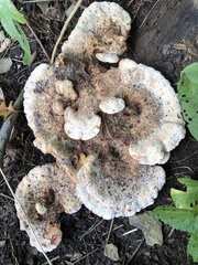 Bondarzewia berkeleyi