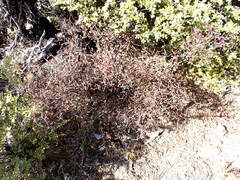 Corokia cotoneaster
