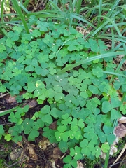 Oxalis acetosella