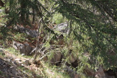 Chloroceryle americana