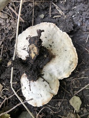 Bondarzewia berkeleyi