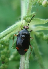 Deraeocoris ruber