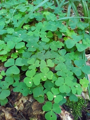 Oxalis acetosella