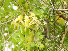 Archilochus colubris