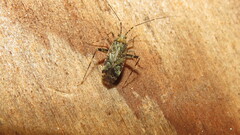 Phytocoris tiliae