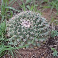 Mammillaria heyderi