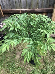 Amorphophallus konjac