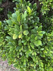 Elaeodendron laneanum
