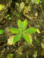 Medeola virginiana
