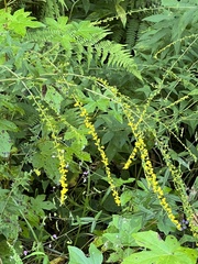 Agrimonia parviflora