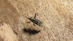 Phytocoris tiliae