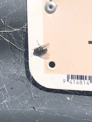 Calyptratae