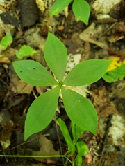 Medeola virginiana