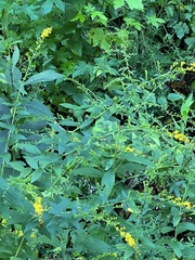 Agrimonia parviflora