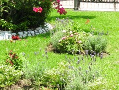 Danaus plexippus plexippus