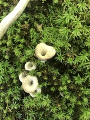 Craterellus foetidus