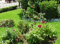 Danaus plexippus plexippus