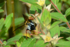 Tachytes