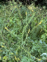 Agrimonia parviflora