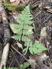 Dryopteris carthusiana