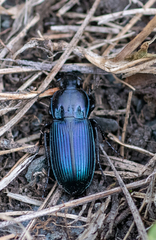 Poecilus versicolor