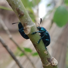 Platycorynus peregrinus