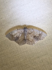 Nematocampa resistaria