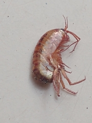 Arcitalitrus sylvaticus