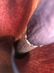 Amorphophallus konjac