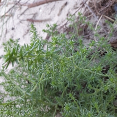Salsola kali