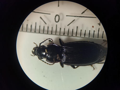 Rain Beetle, 9261 Eastermar, Netherlands, photo 7 of 10