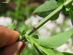Paraphidippus