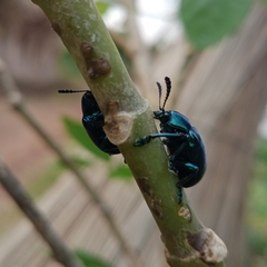 Platycorynus peregrinus