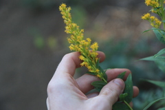 Solidago lepida