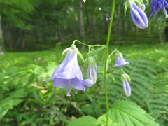Adenophora remotiflora