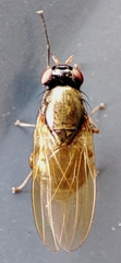 Diptera