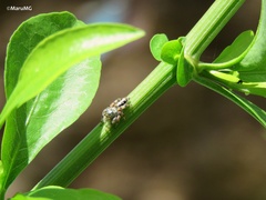Paraphidippus