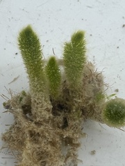 Dasycladus vermicularis