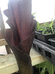Amorphophallus konjac