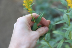 Solidago lepida