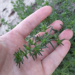 Salsola kali