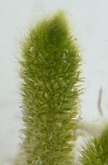 Dasycladus vermicularis